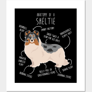 Blue Merle Sheltie Shetland Sheepdog Anatomy Posters and Art